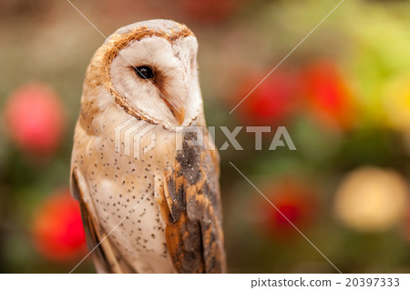 體驗男人的貓頭鷹 體驗男人的貓頭鷹 20397333