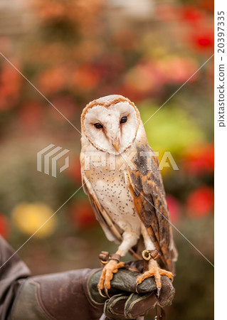 體驗男人的貓頭鷹 20397335