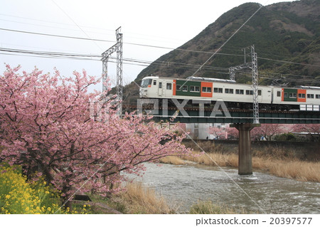 前往河津町的特快舞者（185系列） 20397577