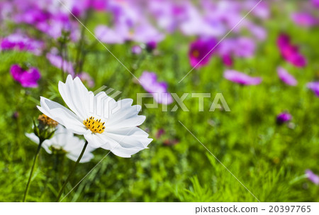 White cosmos 20397765