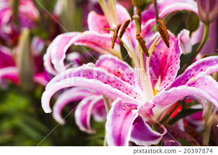香水百合花 20397874
