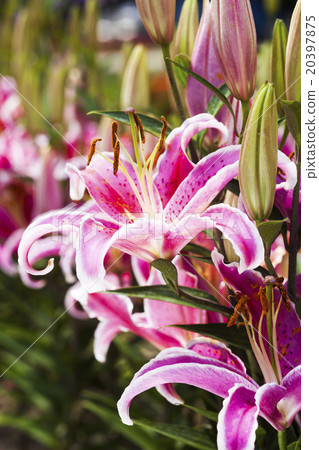 香水百合花 香水百合花 20397875