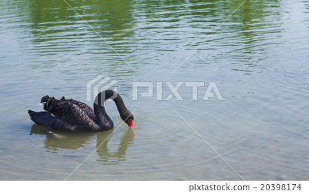 湖上的黑天鵝 20398174