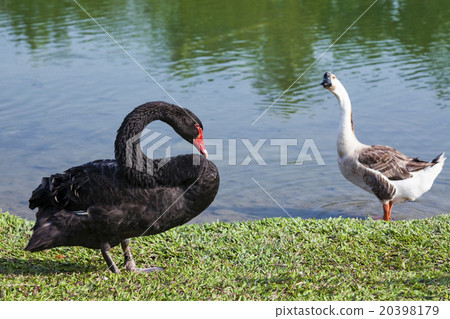 湖上的黑天鵝 20398179
