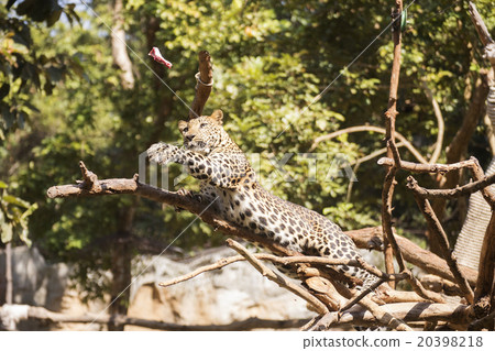 Leopard in a tree 20398218