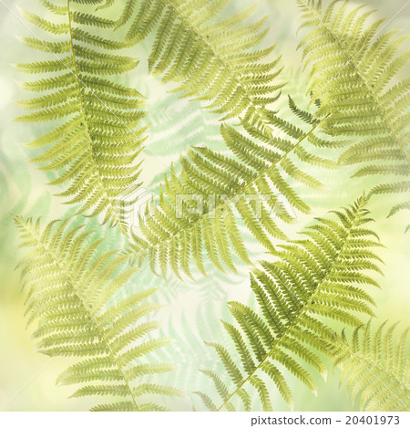 Fern Leaves Background 20401973