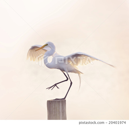 Snowy Egret Landing 20401974