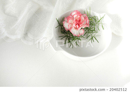 Carnation  20402512