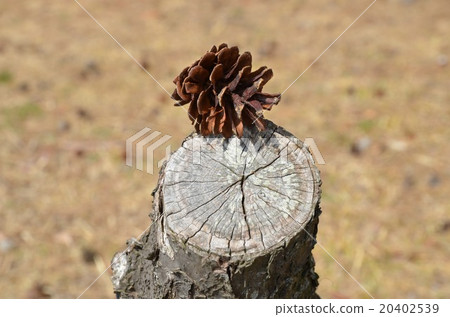 樹樁和松子 樹樁和松子 20402539