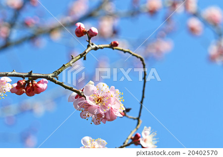 Pink color red plum 20402570