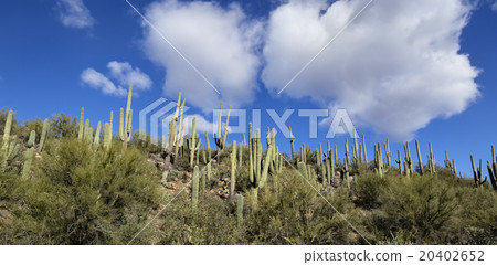 Arizona Desert Landscape 20402652