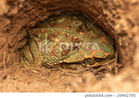 Giant Toad 20402795