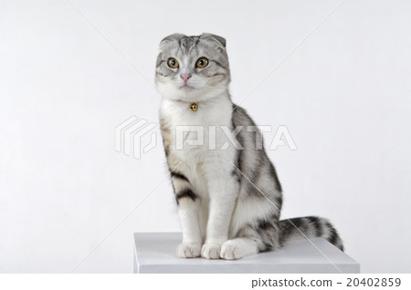 貓 20402859