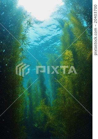 Seaweed forest 20403700