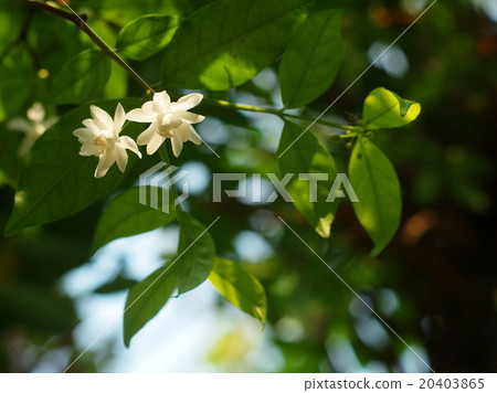 water jasmine white tiny cute perfume flowers 20403865