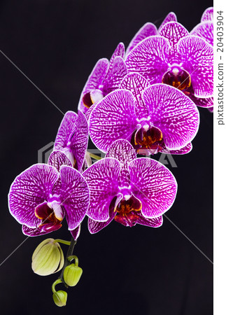 優雅的蘭花 20403904