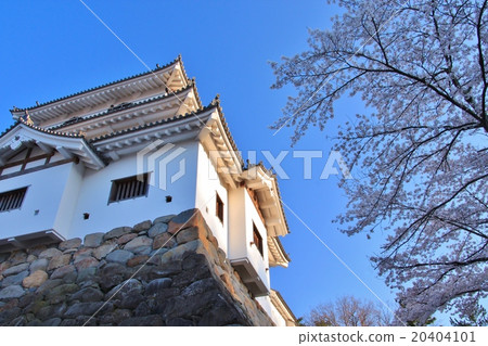 Shiroishi Castle and Yoshino cherry tree 20404101