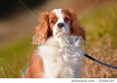 Cavalier 20406184