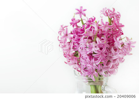 Pink Hyacinth Spring Flower Pink 20409006