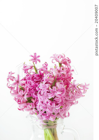 Pink Hyacinth Spring Flower Pink 20409007