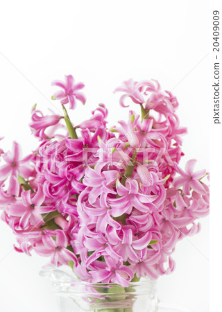 Pink Hyacinth Spring Flower Pink 20409009