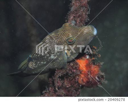 Adult cattle of Kitamakura, winter 20409278