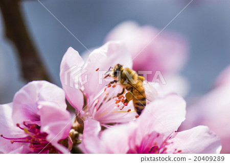 a bee collecting honey in peach blossom a bee collecting honey in peach blossom 20409289