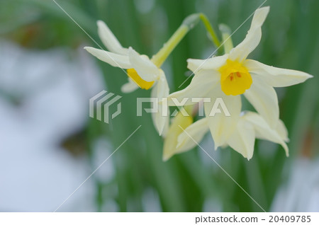 Bunch of blooming daffodils in the snow 20409785