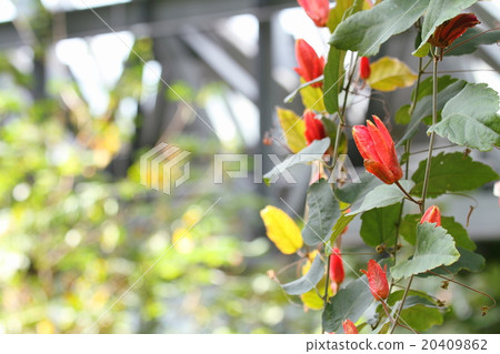Passe Flora Cockneynea Flower 20409862