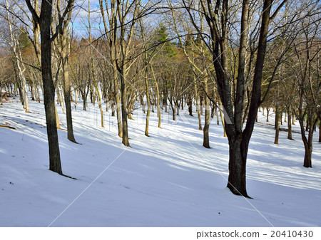 Winter forest Winter forest 20410430