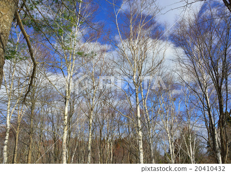 Winter forest Winter forest 20410432