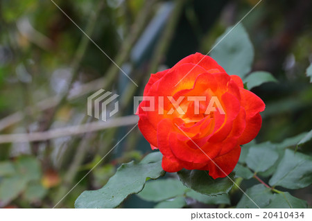 Flow drum, rose flower Flow drum, rose flower 20410434
