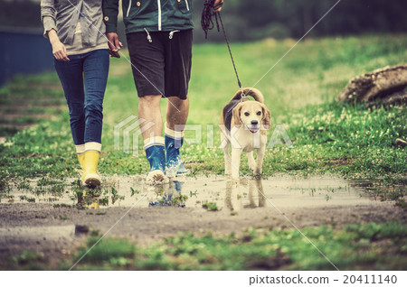 Young couple walk dog in rain 20411140
