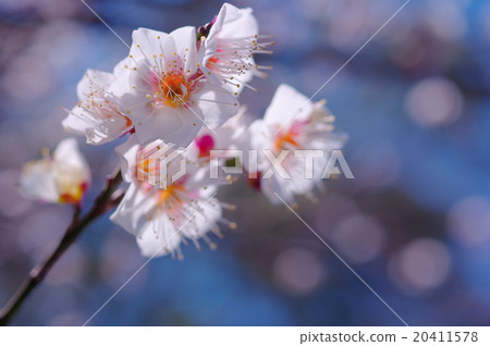 春天的陽光和梅花 20411578