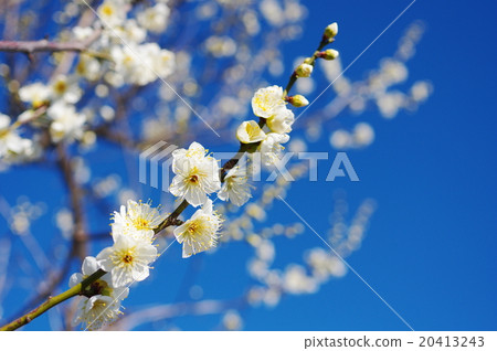 White plum 20413243