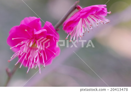 Red flower plum blossom (closeup) Red flower plum blossom (closeup) 20413478
