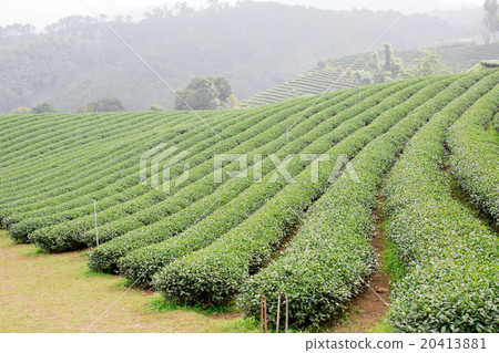 green tea plantation landscape green tea plantation landscape 20413881