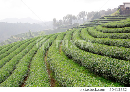 green tea plantation landscape 20413882