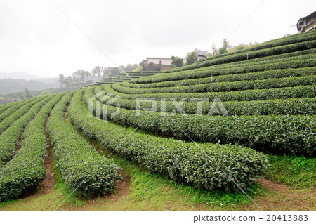 green tea plantation landscape 20413883