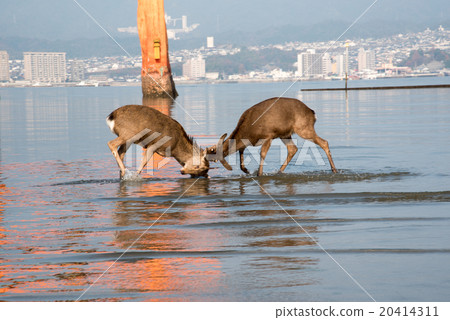 Miyajima Otorii and Deer 20414311