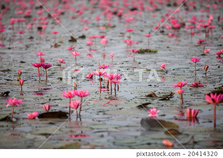 Red Lotus lake unseen in Udon Thani, Thailand Red Lotus lake unseen in Udon Thani, Thailand 20414320
