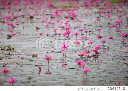 Red Lotus lake unseen in Udon Thani, Thailand 20414348