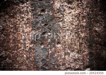 Dry moss on surface rock. 20414350