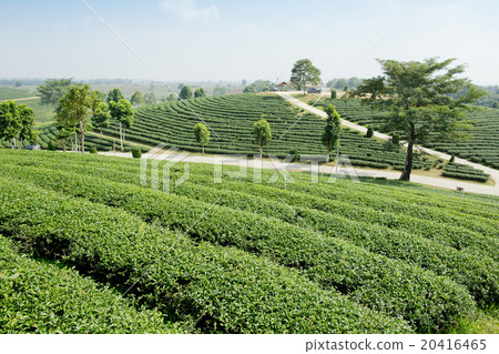green tea plantation landscape green tea plantation landscape 20416465