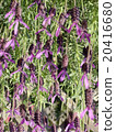 法國薰衣草盛開 法國薰衣草盛開 20416680