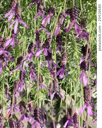 法國薰衣草盛開 法國薰衣草盛開 20416680