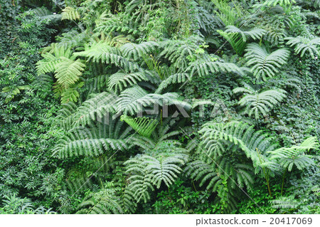 Akahka State Park plants Hawaii 20417069