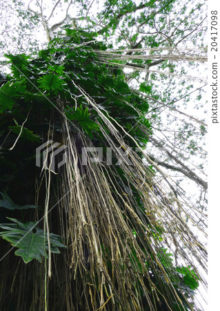 Akahka State Park plants Hawaii 20417098