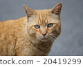 Brown cat 20419299