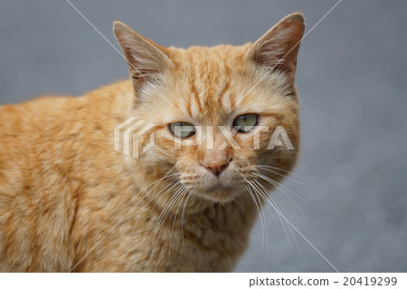 Brown cat Brown cat 20419299